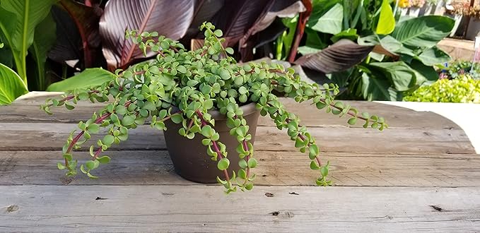 Trailing Elephant Bush Succulents, Hanging Plants Live Succulents Plants Live Houseplants, Hanging Planter Basket, Mini Succulents Live Plants Indoor Plants in Plant Basket by Plants for Pets