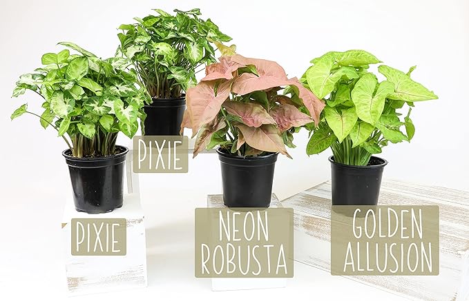 Arrowhead Plant Kit (4 Pack),4 Inch Pots for Plants,Syngonium Plant Live,Plant Gifts for Plant Lovers,Vine Plants Indoor Live,Rooted Live Plants Indoor Plants Live Houseplants by Plants for Pets,Black