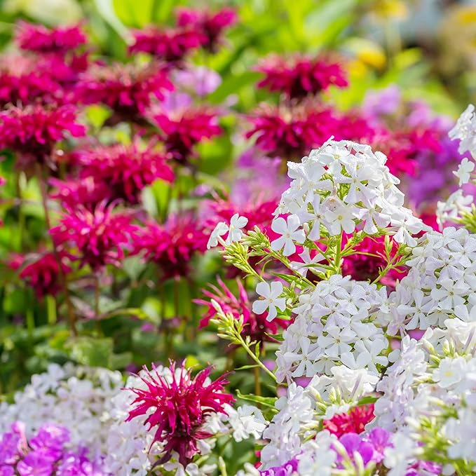 Park Seed Grow Your Own Vibrant Wildflower Garden Mixture, Perfect for Bees, Butterflies, and Hummingbirds, Panaroma Mix, Pack of 100