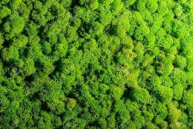 Premium Preserved Reindeer Moss for Potted Plants, Terrariums, Fairy Gardens, Arts and Crafts or Floral Decor Design in Natural (20 Quart)