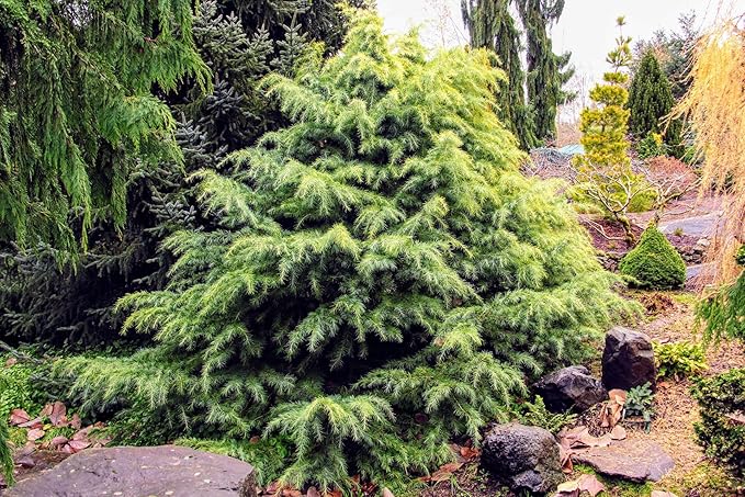 Premium Himalayan Cedar Potting Soil Mix - Perfect Balance of Nutrients, Drainage, and Aeration for Healthy Cedar Trees - 5 Quart