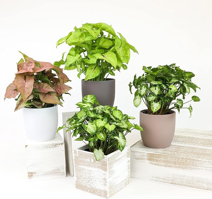 Arrowhead Plant Kit (4 Pack),4 Inch Pots for Plants,Syngonium Plant Live,Plant Gifts for Plant Lovers,Vine Plants Indoor Live,Rooted Live Plants Indoor Plants Live Houseplants by Plants for Pets,Black