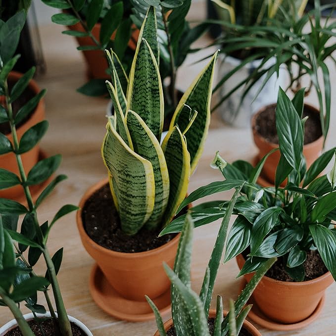 Terracotta Pots 4 inch, Pack of 12 Clay Pots for Plants, Small Terracotta Pots with Drainage Holes and Saucers, Mini Nursery Plant Pots for Succulents, Cactus, Indoor,Outdoor