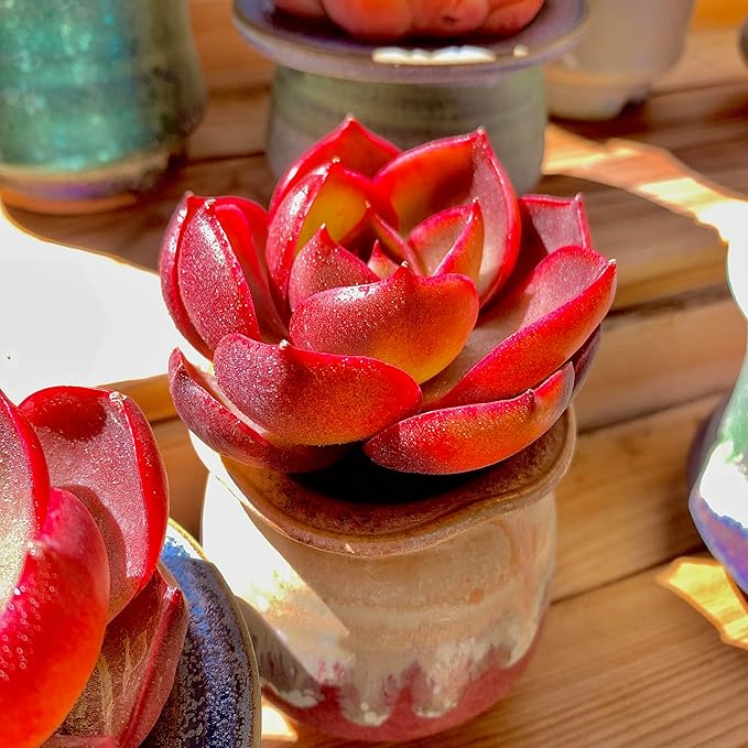 FWPP Live Succulents Plants Echeveria Red Lantern 2.5 inches,Rare red Succulents Bare Root Without Pot Soil, Live Plants Indoor Office Decoration Wedding and Gift