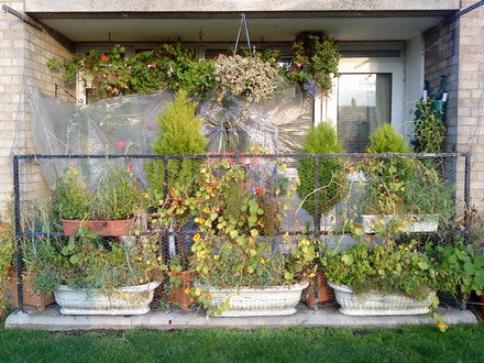 Winter Balcony Gardening: What to Keep, What to Pause