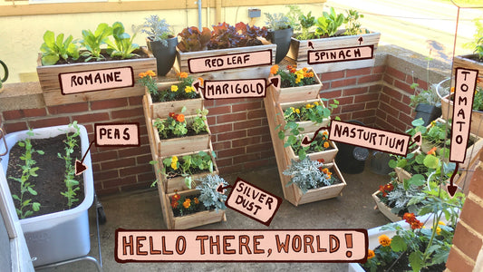 How to Keep Balcony Plants Alive With Minimal Effort