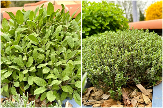 Herbs That Thrive on Neglect