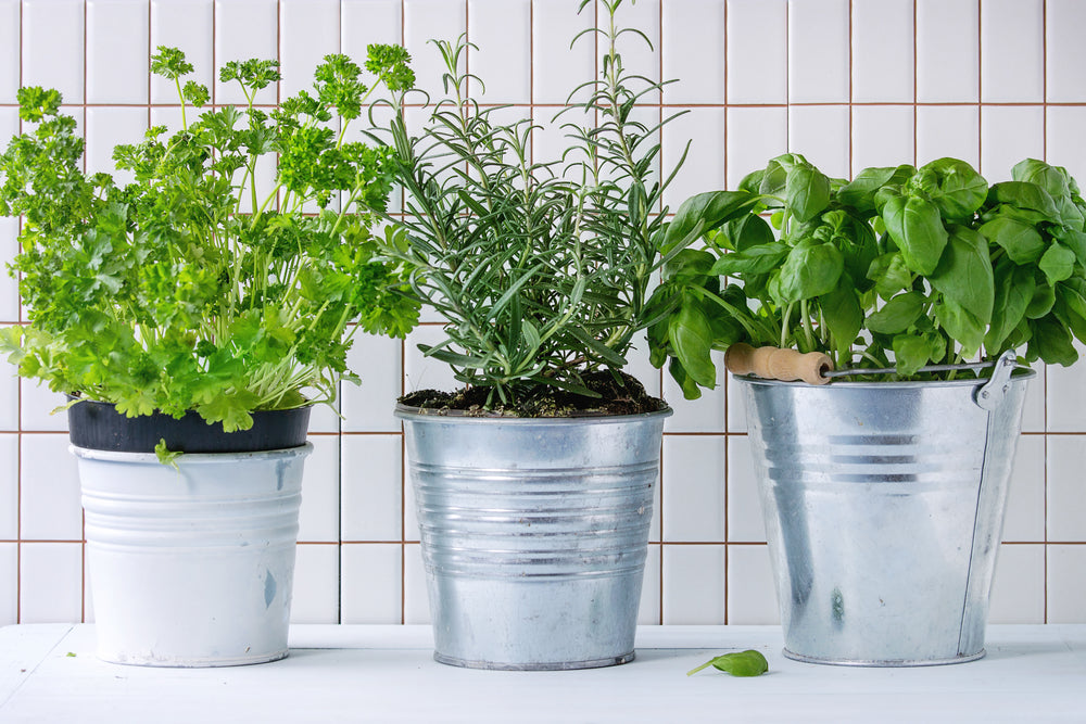 Why Americans Are Growing Herbs Instead of Flowers