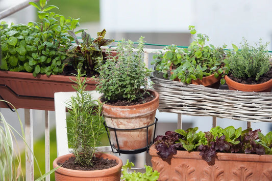 How to Start a Balcony Herb Garden With Almost No Effort