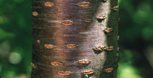 Live Kwanzan Cherry Blossom Tree – 8-12" Tall, Ornamental Pink Flowers