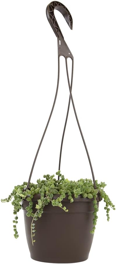 String of Pearls Plant Live Succulents in Hanging Planter, Succulents Plants Live Houseplants Mini Succulents, String of Pearls Live Succulent Live Plants Indoor Plant Indoor Plants by Plants for Pets