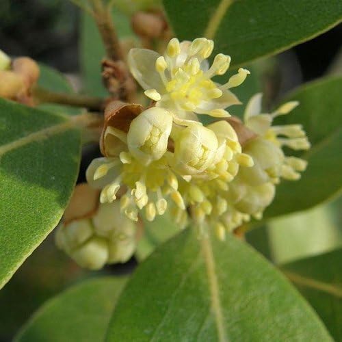 Mediterranean Bay Leaf, Bay Laurel Live Plant. Saratoga/Standard Varieties - Laurus Nobilis. Fragrant, Fresh, Edible. Pots/Ground Planting. Mild/Strong Flavor (2 Srtg + 2 Std Bay Plants in Sac)