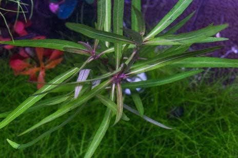 Live Aquarium Stem Plants - Freshwater Aquatic Plant for Fish Tanks, Aquascaping - (Ludwigia Repens, 1 Bunch)