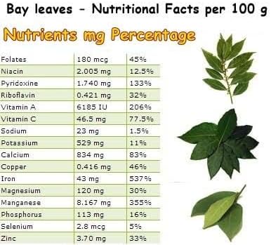 Mediterranean Bay Leaf, Bay Laurel Live Plant. Saratoga Variety - Laurus Nobilis. Live Plant. Fragrant, Fresh, Edible. Best for Pot Planting and Indoor. Mild Flavor. (2 Saratoga Plants in Cup)
