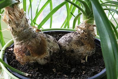 Nolina Plant Potting Soil - All-Natural Blend for Thriving Nolina Plants - Boosts Root Health and Distinctive Form - 10 Quart