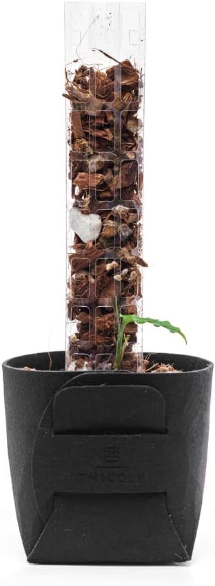 Plastic Moss Poles for Climbing Plants V2 Small 10 Pcs Stackable Moss Pole Monstera Plant Support-Plant Climbing Pole, DIY Moss Pole for Plants Indoor, Plant Sticks Support by THICCLY