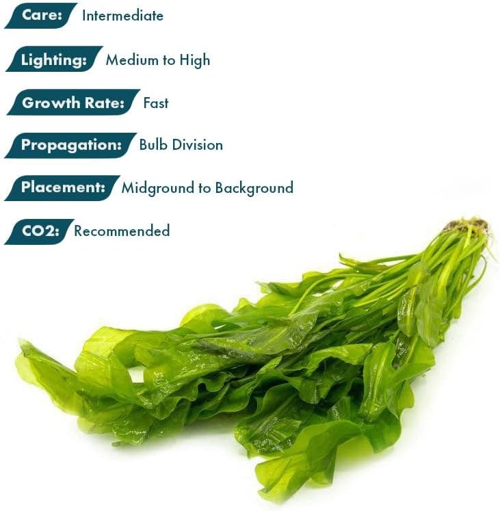 Live Plants – Aponogeton Ulvaceus (Aponogeton ulvaceus) – Medium to High Light, Bright Green Color Accent, Midground to Background Placement, Wavy Leaf – Bulb/Bunch, 1 Pack