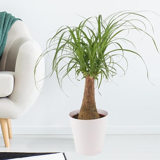 Nolina Potting Mix - Unlock Robust Growth and Striking Structure with Our High-Performance Formula - 20 Quart