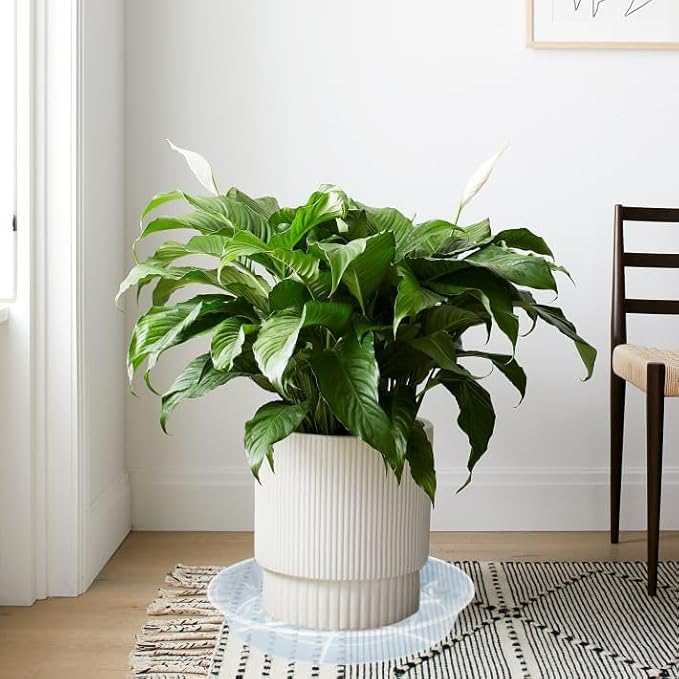 6 Pack Plant Saucer Drip Tray 7 8 inch, Plant Drainage Trays, Heavy Sturdy Plastic Planter Flower Pot Saucers for Indoor Outdoor Garden, Plant Water Drip Trays for pots (8", Clear)