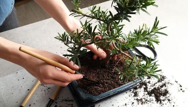 Professional Bonsai Soil Potting Mix - Optimal Balance for Healthy Bonsai Growth and Nutrient Retention - 1 Quart