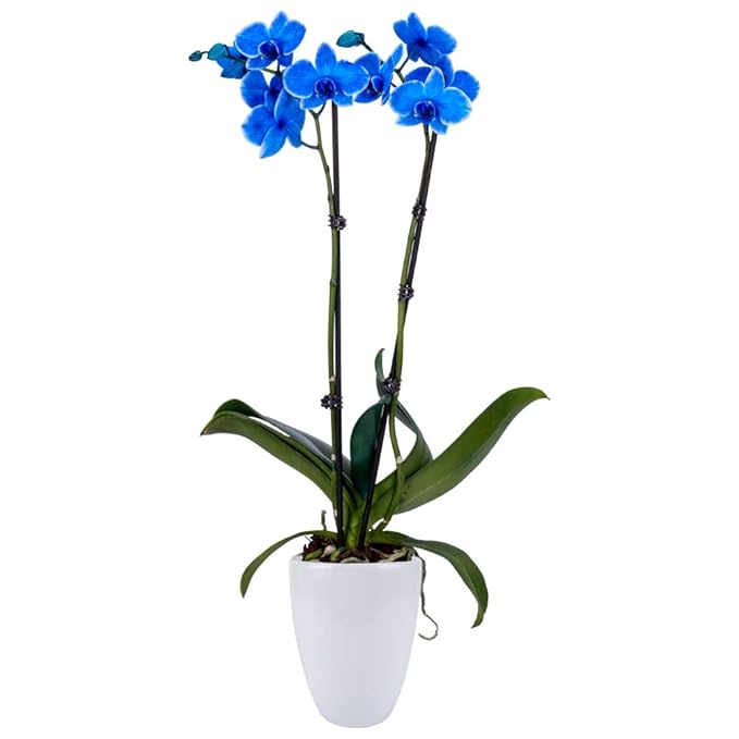 DecoBlooms Living Blue Orchid Plant - 5 inch Blooms - Fresh Flowering Home Décor