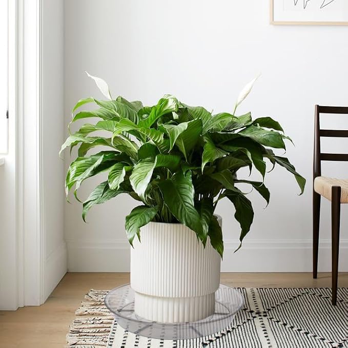 Plant Saucer, Plant Saucers, Plant-Saucers