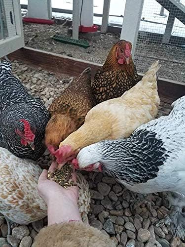 Small Pet Select Chicken Layer Feed, Non-GMO, Corn Free, Soy Free, 18% Protein,10 lb