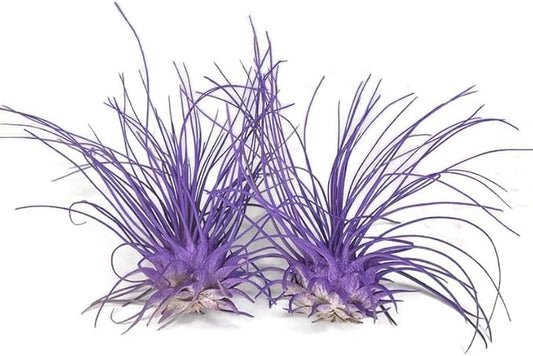 Thin Air Plant, Guatemala Tillandsia Live Airplant, Healthy Arrival Guaranteed, Great Indoor Plant, Home Decor & Gift (2 Purple)