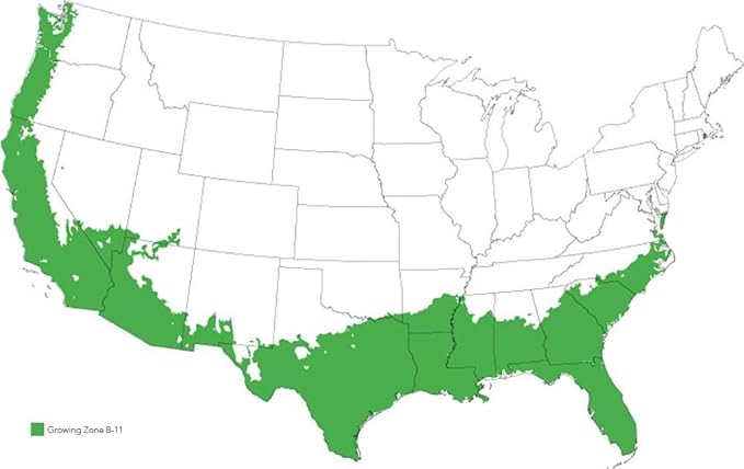 Perfect Plants Confederate Jasmine Live Plant, 3 Gallon Pot, Light Green