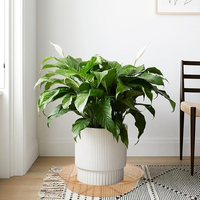 6 Pack Plant Saucer Drip Tray 11 12 inch, Pot Base for Plants Indoor, Heavy Sturdy Plastic Planter Flower Pot Saucers for Outdoor Garden, Plant Water Drip Trays for pots (12", Brown)