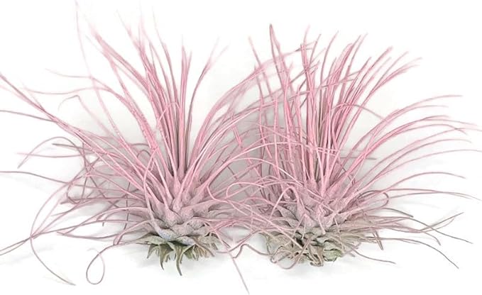 Thin Air Plant, Guatemala Tillandsia Live Airplant, Healthy Arrival Guaranteed, Great Indoor Plant, Home Decor & Gift (2 Light Pink)