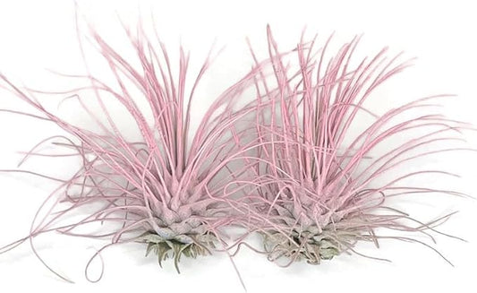 Thin Air Plant, Guatemala Tillandsia Live Airplant, Healthy Arrival Guaranteed, Great Indoor Plant, Home Decor & Gift (2 Light Pink)