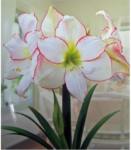Amaryllis Picotee Healthy Bulb 28-30cm! Great Holiday Gift! Easy Grow Bulbs!