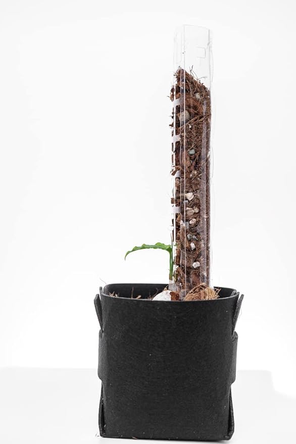 Plastic Moss Poles for Climbing Plants V2 Small 10 Pcs Stackable Moss Pole Monstera Plant Support-Plant Climbing Pole, DIY Moss Pole for Plants Indoor, Plant Sticks Support by THICCLY