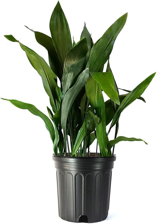 American Plant Exchange Cast Iron Plant, Large 10-Inch Pot, Elegant Easy to Care Indoor Houseplant, Dark Green Foliage, Thrives on Neglect, Low-Light & Pet Safe, Live Home & Garden Décor