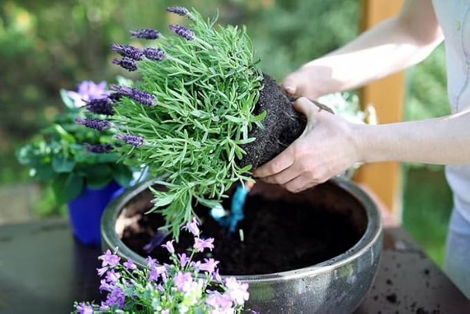 Lavender Planting Mix - Promote Healthy Root Development and Aromatic Flowers - 4 QUARTS