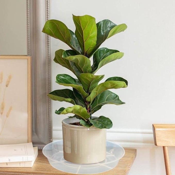 6 Pack Plant Saucer Drip Tray 7 8 inch, Plant Drainage Trays, Heavy Sturdy Plastic Planter Flower Pot Saucers for Indoor Outdoor Garden, Plant Water Drip Trays for pots (8", Clear)