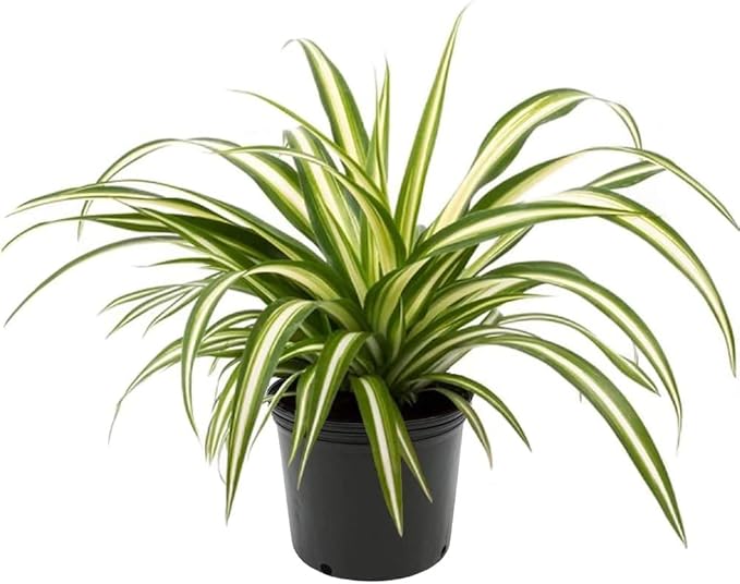 Premium Spider Plant Potting Soil Mix - (2 Quart Bag)