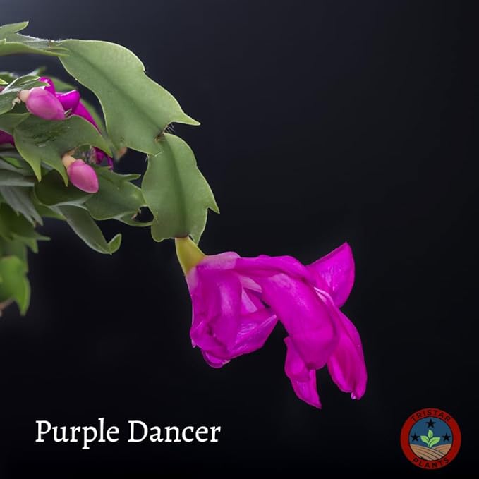 TriStar Plants - Thanksgiving Cactus - 4" inch Pot, Fasle Christmas Cactus, Easter Cactus, Holiday Plant, Winter Flowers, Christmas Plants, Winter Blooms (Purple Dancer)