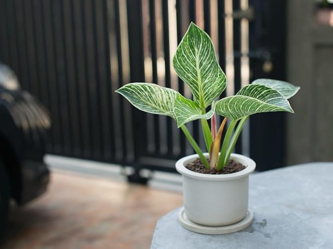 Philodendron Planting Mix - Provide Your Plants with The Best Soil Medium - 4 QUARTS