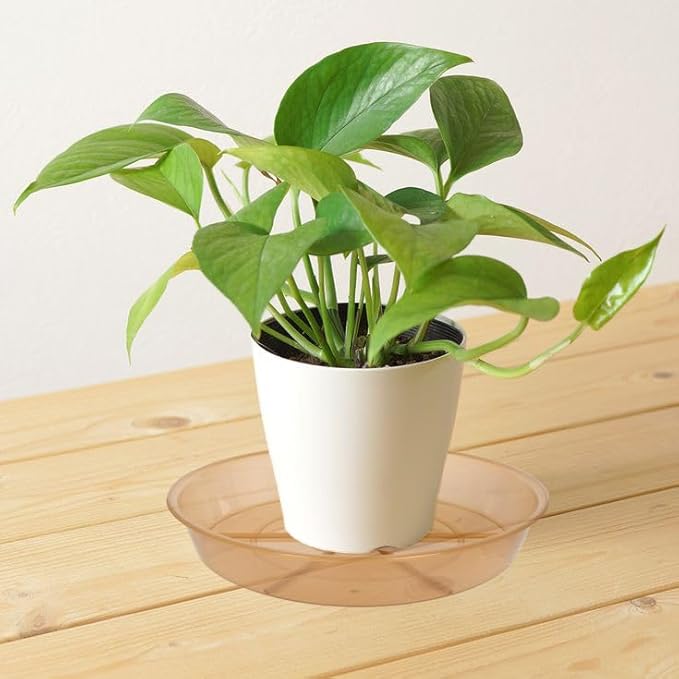 6 Pack Plant Saucer Drip Tray 11 12 inch, Pot Base for Plants Indoor, Heavy Sturdy Plastic Planter Flower Pot Saucers for Outdoor Garden, Plant Water Drip Trays for pots (12", Brown)