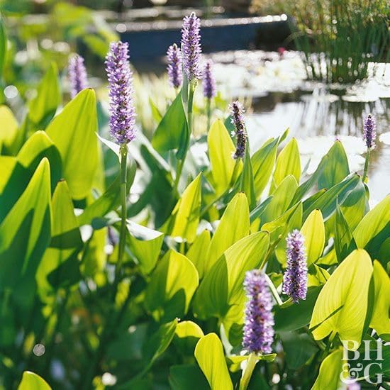 Pickerel Rush Live Pond Plant for Water Garden (Pink Pickerel Rush, 3)