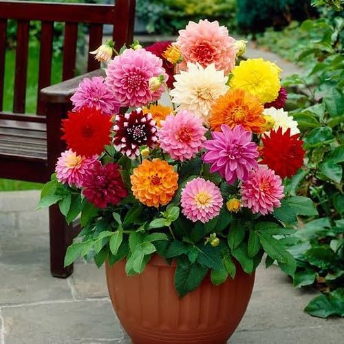 Premium Dahlia Potting Soil Mix - Ideal for Growing Vibrant and Healthy Dahlias - 20 Quart