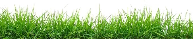 Brownie Brand Majestic Hulled Bermudagrass Seed | Premium Turf Grass for Dense, Drought-Resistant Lawns | Fast-Growing, Heat-Tolerant, Certified Seed for High-Traffic Areas. (25 Pound)