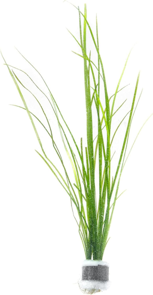 Live Plant - Tall Grass, Vallisneria Nana - Easy Care, Low to Moderage Light, Bright Green Accent, Freshwater Aquatic Plant for Aquascaping - Lead Bunch