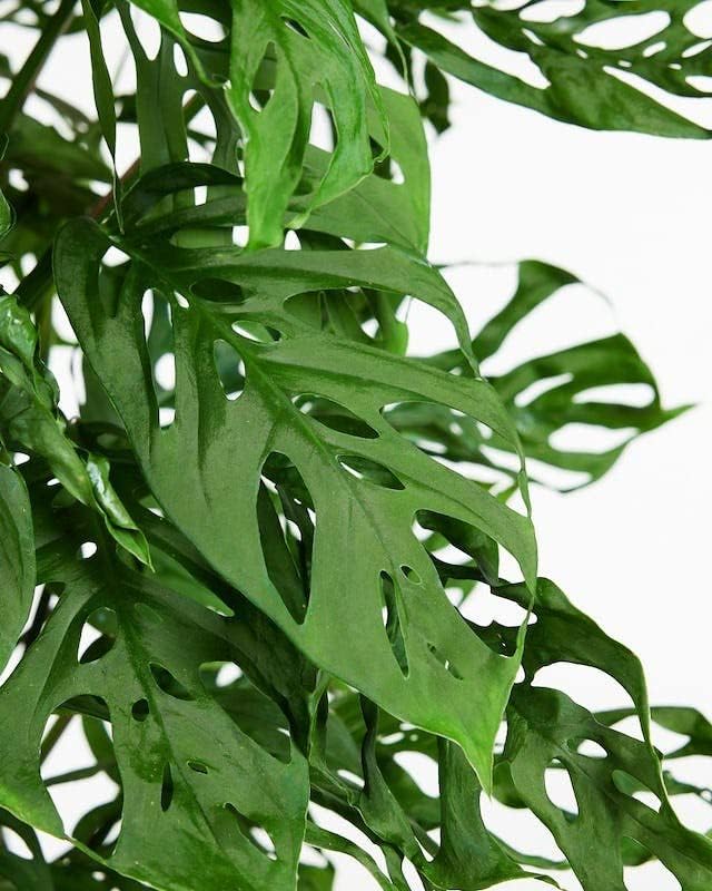 Monstera Adansonii Growing Medium - Enhance Aeration, Drainage & Nutrient Delivery - 3 Quart