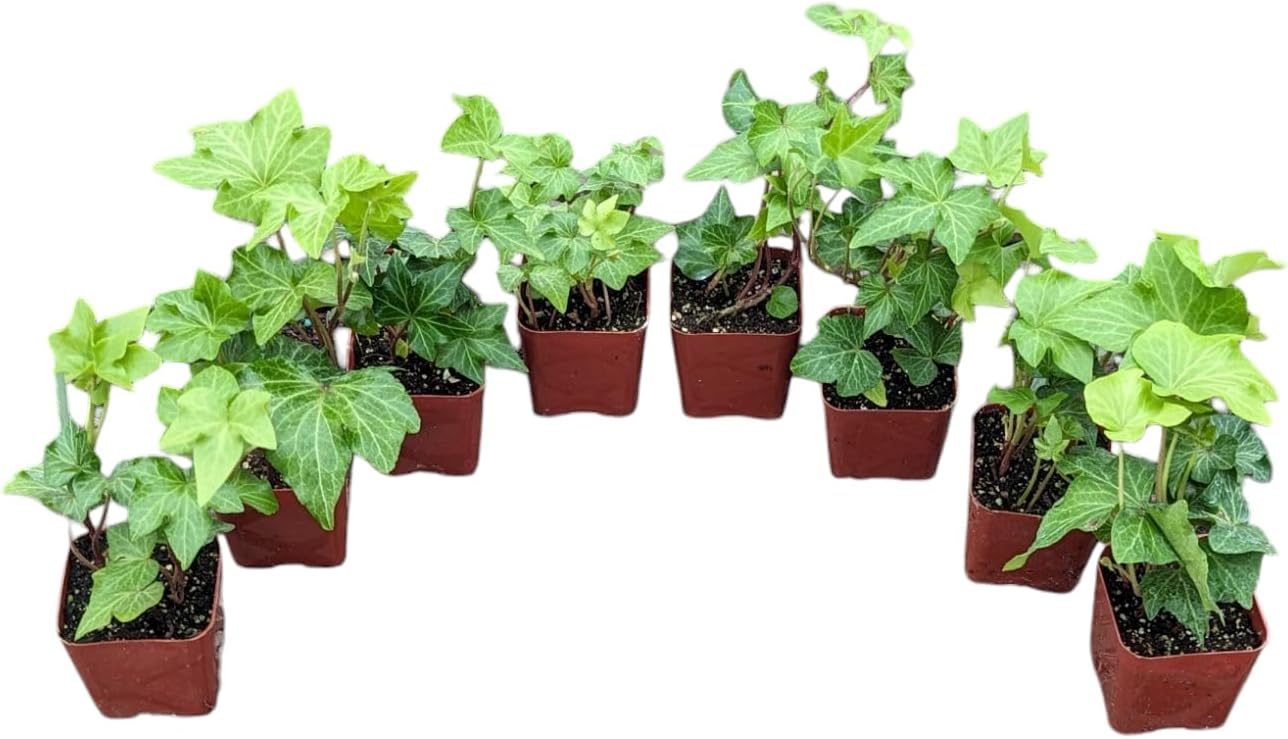 English Ivy Plants, 2 Inch Pots, Set of 8, Live Indoor House Plants