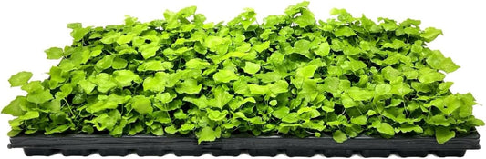 Japanese Holly Fern - 3 Live Plants - Cyrtomium Falcatum Rochfordianum