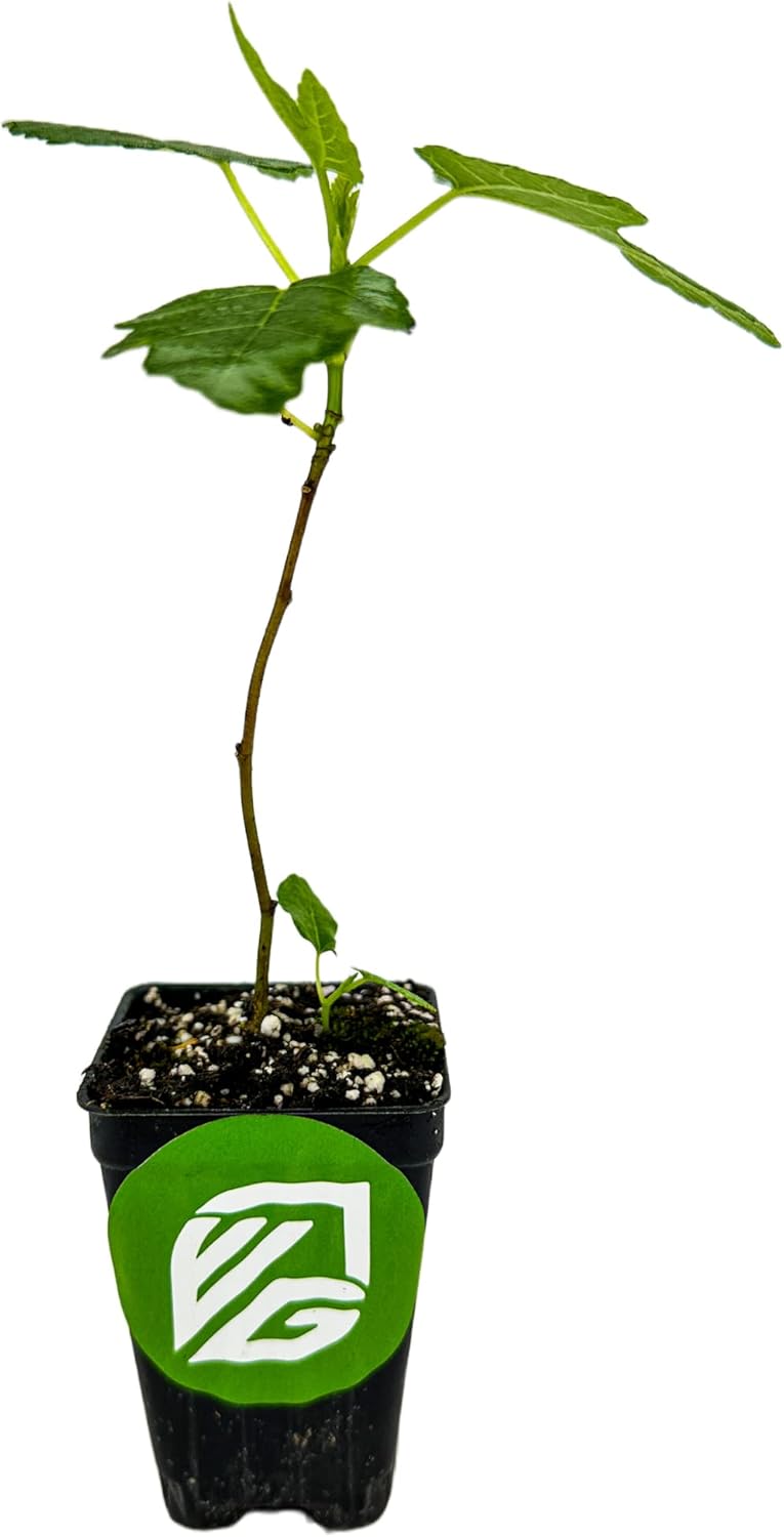 Olympian Fig Tree Live Plant - Ficus carica by Wellspring Gardens - Starter Plant Ideal for Gardens & Containers - Great for Indoor Houseplants, Outdoor Landscaping & Garden Planting
