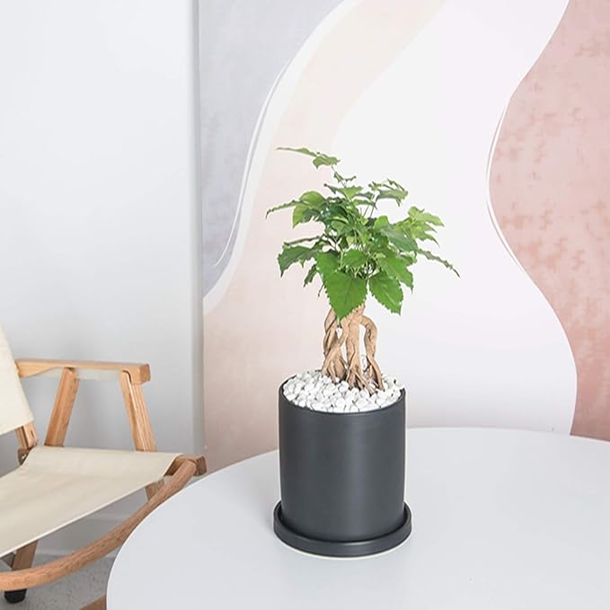 Planters for Indoor Plants Ceramic Flower Succulent Plant Pots with Drain Hole Saucer Decor for Home Office (6 inch Black)